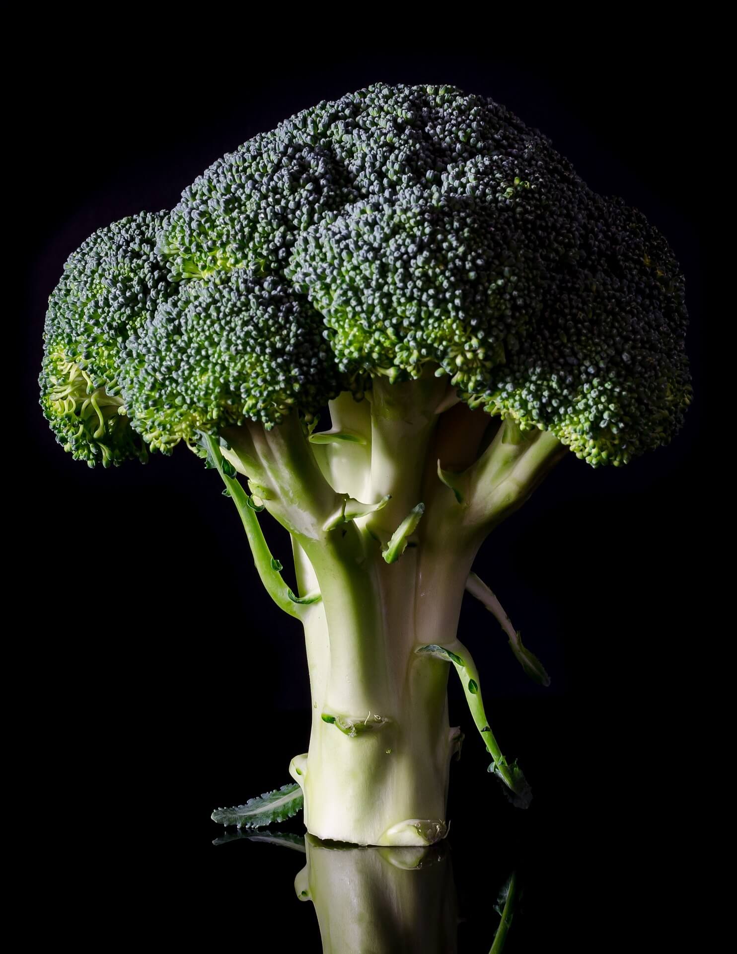 broccoli-952532_1920